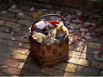 至少还在做 《空洞骑士：丝绸之歌》Steam页面更新